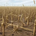 Crop Loss & Food Waste