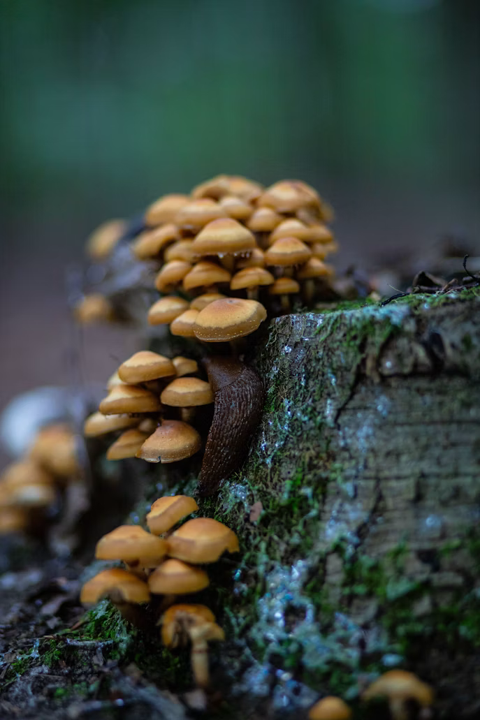 Fungal Pathogen Identification